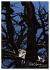 Branches on East Rim Trail, Zion